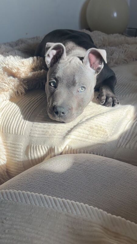 Blue Staffordshire Bull Terrier Puppies For Sale