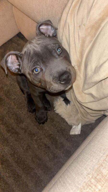 Blue staff 15 weeks old - Image 2 of 4