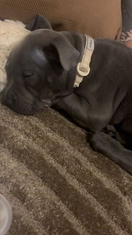 Blue staff 15 weeks old - Image 3 of 4