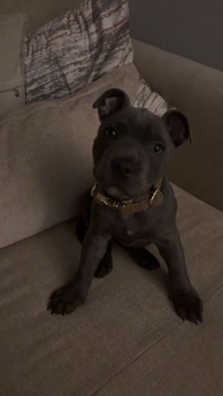 Blue staff 15 weeks old - Image 4 of 4