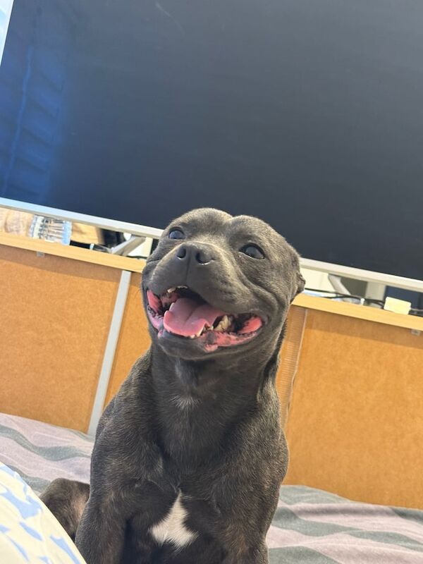 Staffordshire Bull Terrier puppies for sale in Church Crookham, Hampshire β 1 year old
