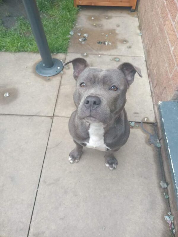 Staffordshire Bull Terrier Puppies For Sale Under £1,000