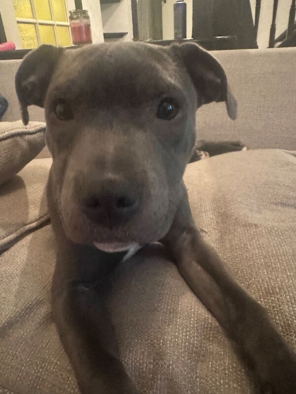 Staffordshire Bull Terrier puppies for sale in High Wycombe, Buckinghamshire – 3 months old