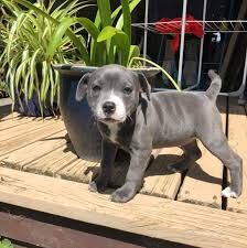 Staffordshire Bull Terrier puppies wanted in Basingstoke, Hampshire – 11 months old - Image 2 of 3
