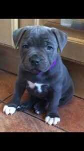 Staffordshire Bull Terrier puppies wanted in Basingstoke, Hampshire – 11 months old - Image 3 of 3