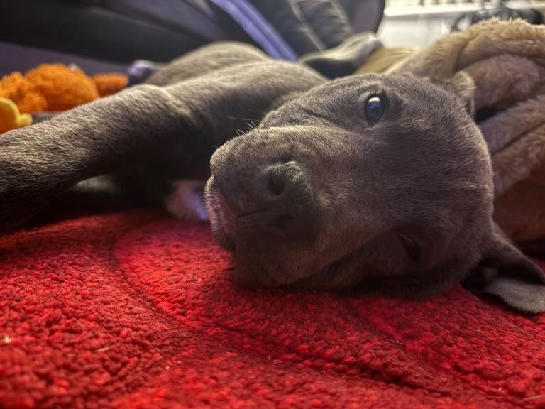 Staffordshire Bull Terrier puppies for sale in Limavady, County Londonderry – KC registered, 4 months old