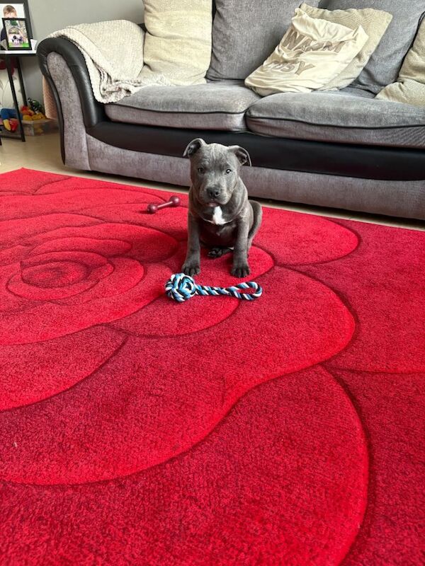 Staffordshire Bull Terrier puppies for sale in Limavady, County Londonderry – KC registered, 4 months old - Image 2 of 3