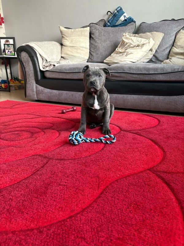 Staffordshire Bull Terrier puppies for sale in Limavady, County Londonderry – KC registered, 4 months old - Image 3 of 3