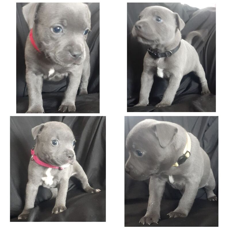 Blue Staff Puppies