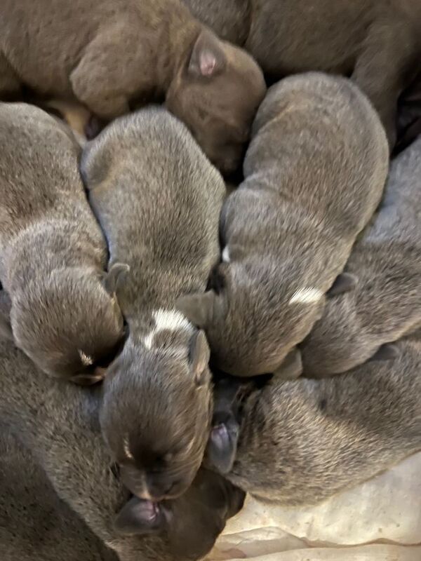 Staffordshire Bull Terrier puppies for sale in Ashton-under-Lyne, Greater Manchester – 1 week old - Image 2 of 4