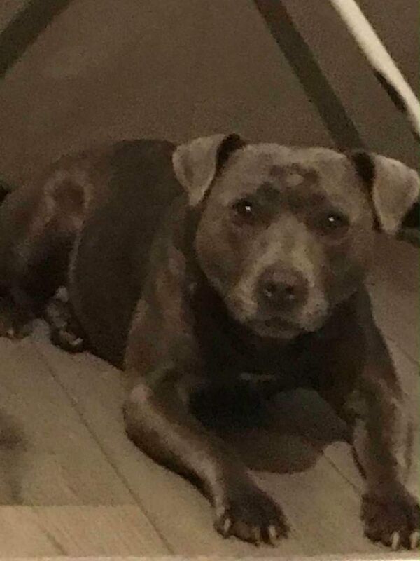 Staffordshire Bull Terrier puppies for sale in Ashton-under-Lyne, Greater Manchester – 1 week old - Image 3 of 4