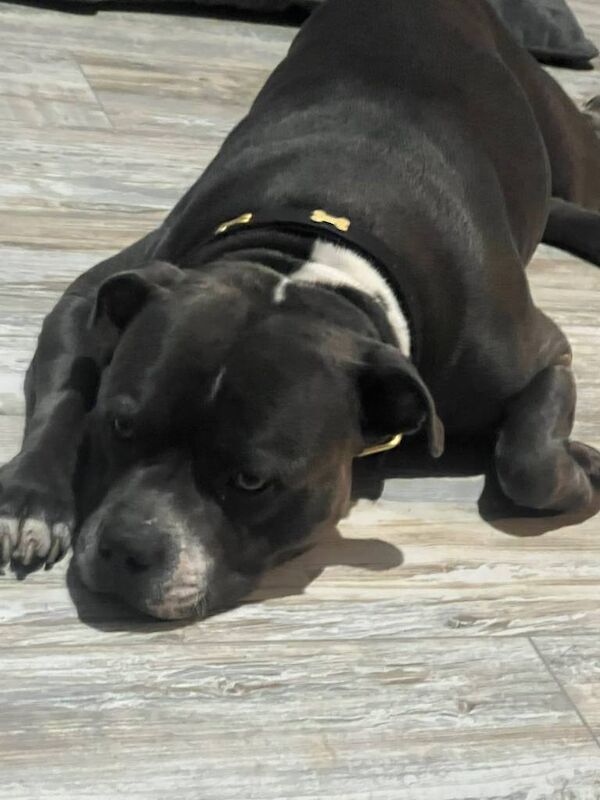 Staffordshire Bull Terrier puppies for sale in Ashton-under-Lyne, Greater Manchester – 1 week old - Image 4 of 4