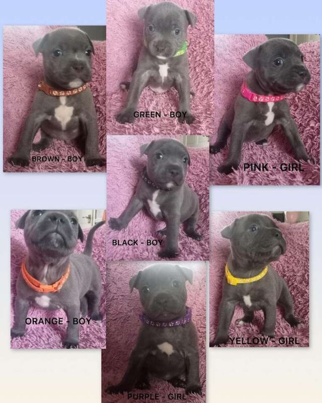 Blue Staffordshire Bull Terrier Puppies For Sale