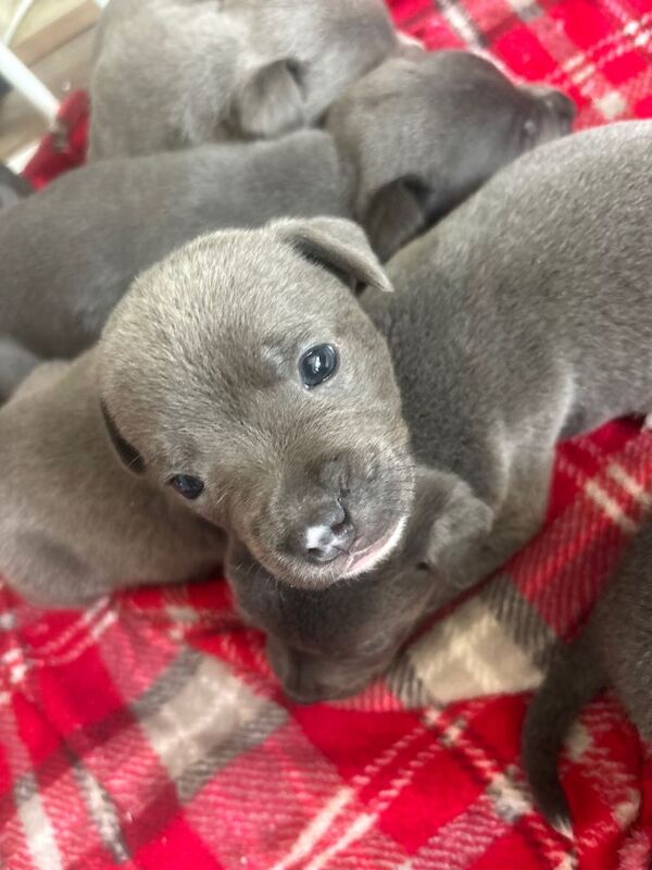 Blue staff puppies