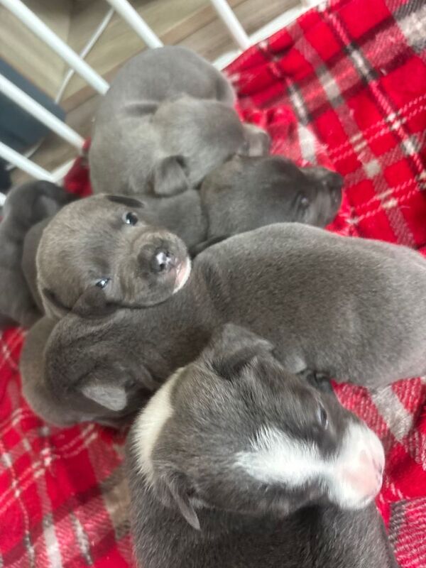 Blue staff puppies - Image 2 of 5