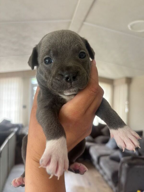 Blue staff puppies - Image 3 of 5