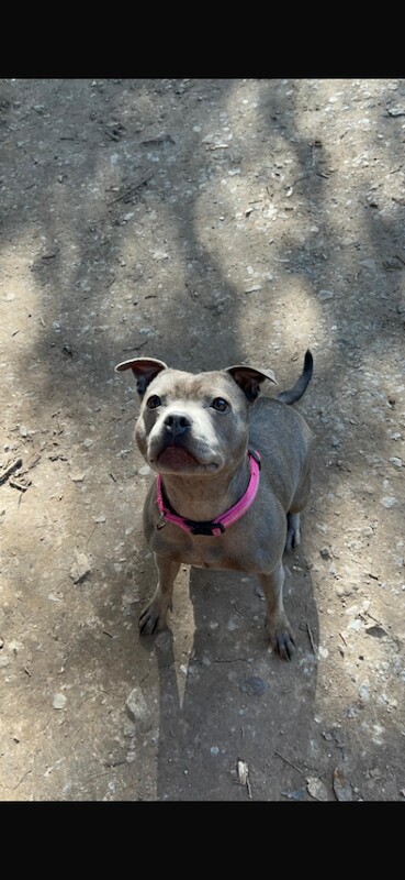 Blue staff puppies - Image 4 of 5