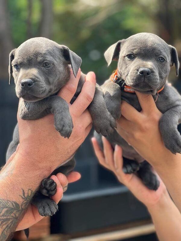 blue staff puppies