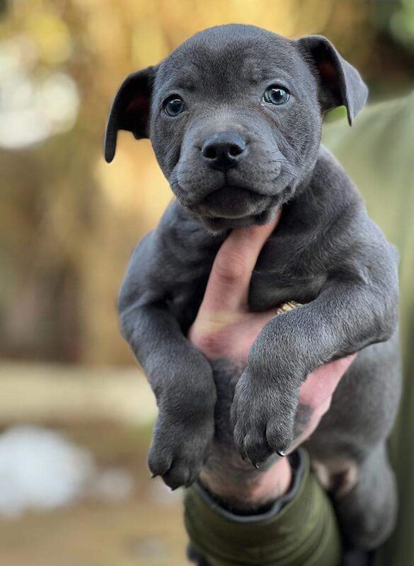 blue staff puppies - Image 2 of 3