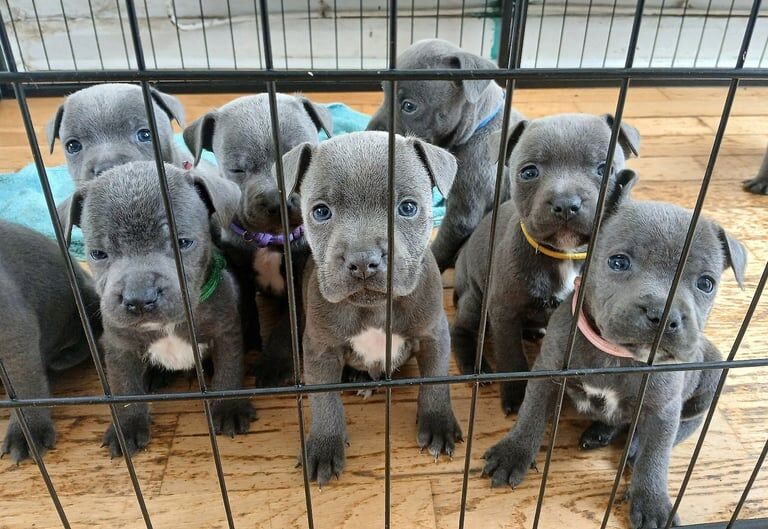 Blue staff puppies K.C REG for sale in Swansea / Abertawe, West Glamorgan
