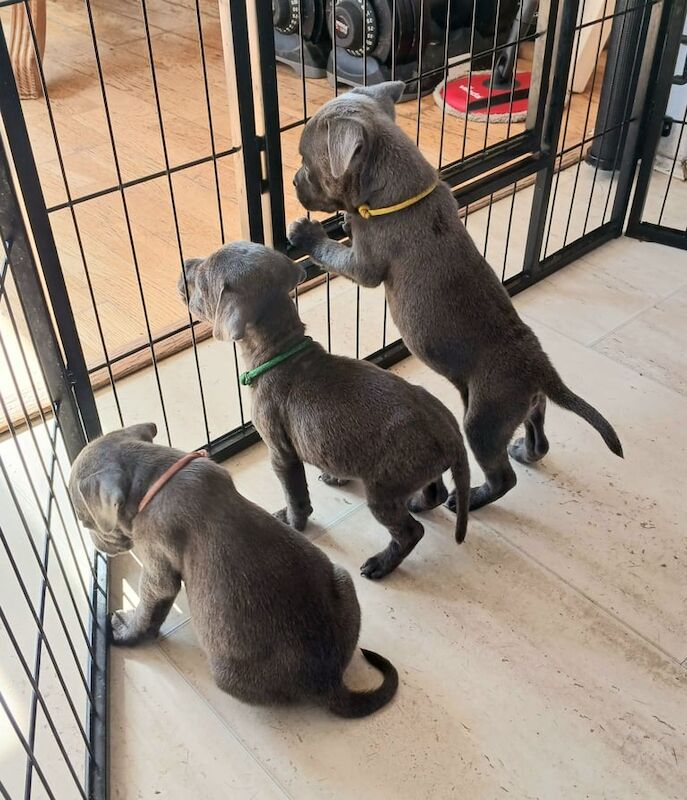 Blue staff puppies K.C REG for sale in Swansea / Abertawe, West Glamorgan | Image 3