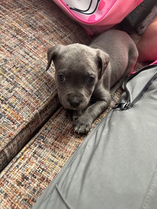 Staffordshire Bull Terrier puppies for sale in Londonderry, County Londonderry – 6 weeks old