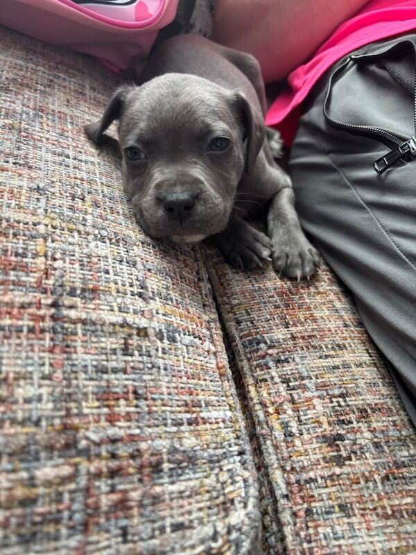 Staffordshire Bull Terrier puppies for sale in Londonderry, County Londonderry – 6 weeks old - Image 2 of 2