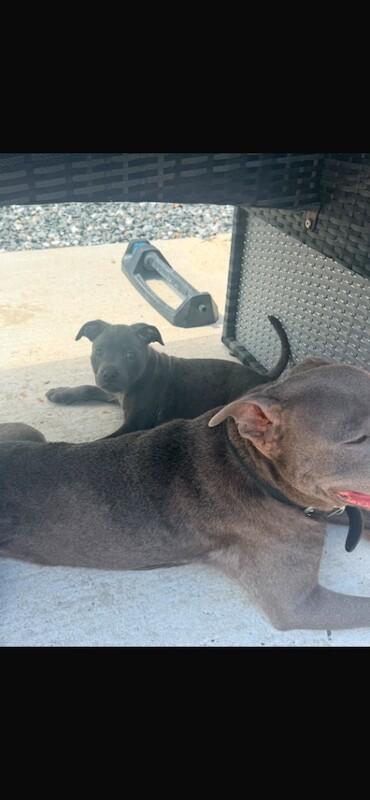Blue staff puppy’s
