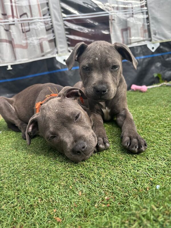 Staffordshire Bull Terrier puppies for sale in Swansea / Abertawe, West Glamorgan – 3 months old
