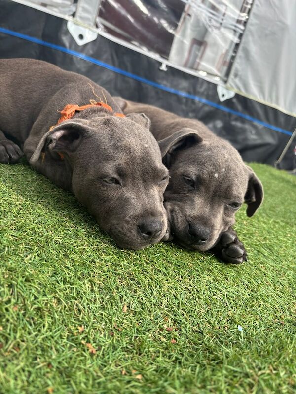 Staffordshire Bull Terrier puppies for sale in Swansea / Abertawe, West Glamorgan – 3 months old - Image 2 of 3