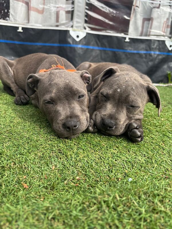 Staffordshire Bull Terrier puppies for sale in Swansea / Abertawe, West Glamorgan – 3 months old - Image 3 of 3
