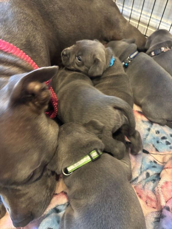Blue staff pups