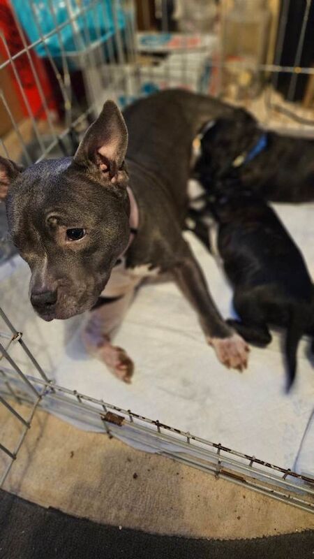 Staffordshire Bull Terrier puppies for sale in Looe, Cornwall – 8 weeks old