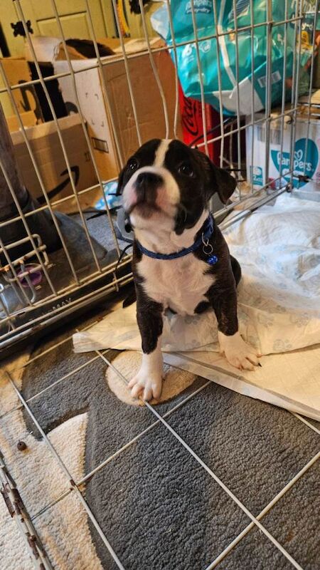 Staffordshire Bull Terrier puppies for sale in Looe, Cornwall – 6 weeks old - Image 2 of 4