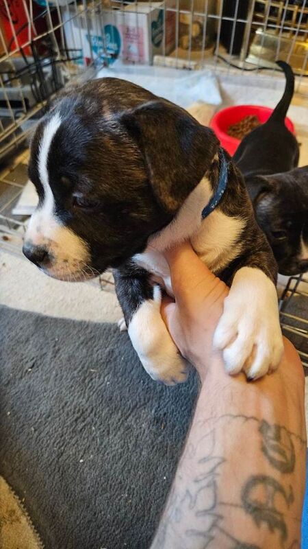 Staffordshire Bull Terrier puppies for sale in Looe, Cornwall – 6 weeks old - Image 3 of 4