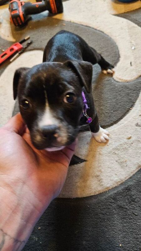 Staffordshire Bull Terrier puppies for sale in Looe, Cornwall – 6 weeks old - Image 4 of 4