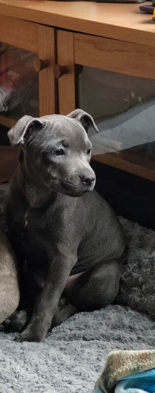 Staffordshire Bull Terrier puppies for sale in Orpington, Greater London – 3 months old