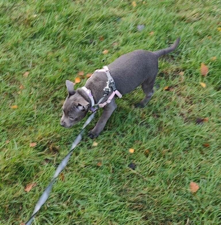 Staffordshire Bull Terrier puppies for sale in Orpington, Greater London – 3 months old - Image 2 of 4