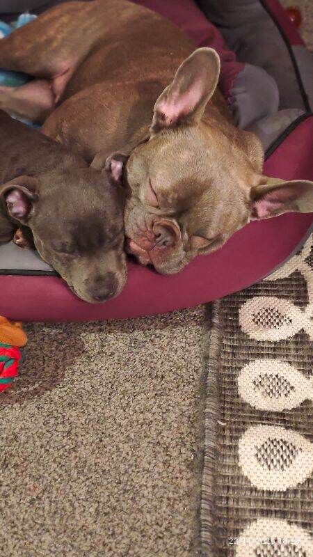 Staffordshire Bull Terrier puppies for sale in Orpington, Greater London – 3 months old - Image 3 of 4