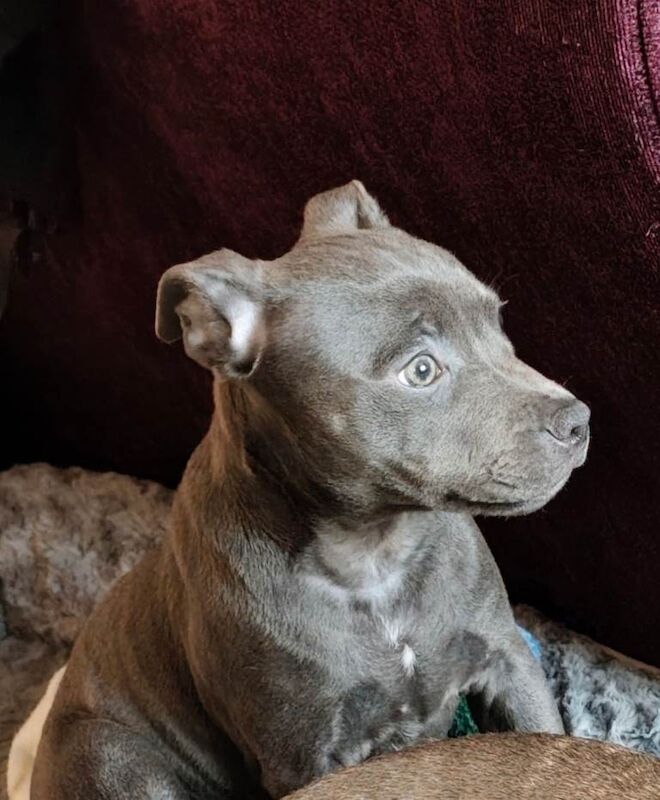 Staffordshire Bull Terrier puppies for sale in Orpington, Greater London – 3 months old - Image 4 of 4