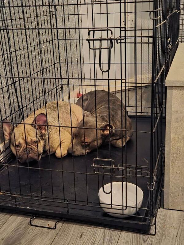 Blue staffie for sale - Image 2 of 2
