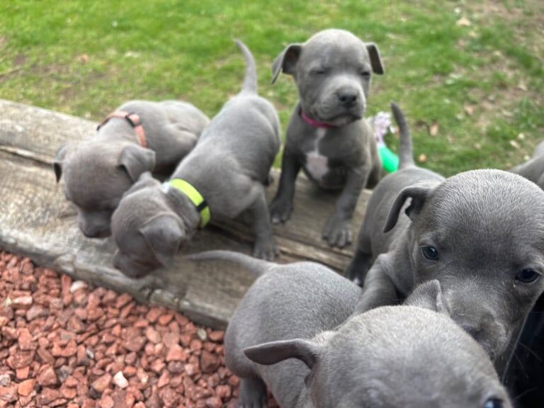 Blue staffie puppies for sale in Woodhall Spa, Lincolnshire