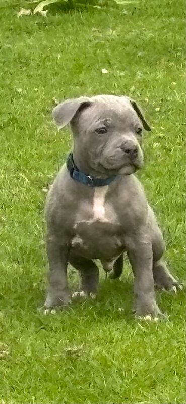 Blue staffie puppies for sale in Woodhall Spa, Lincolnshire | Image 2