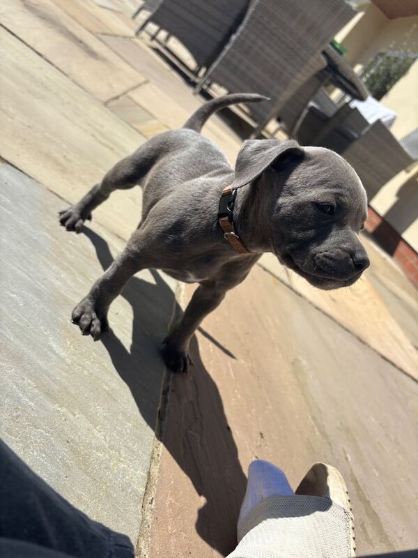 Blue staffie puppies for sale in Woodhall Spa, Lincolnshire | Image 3