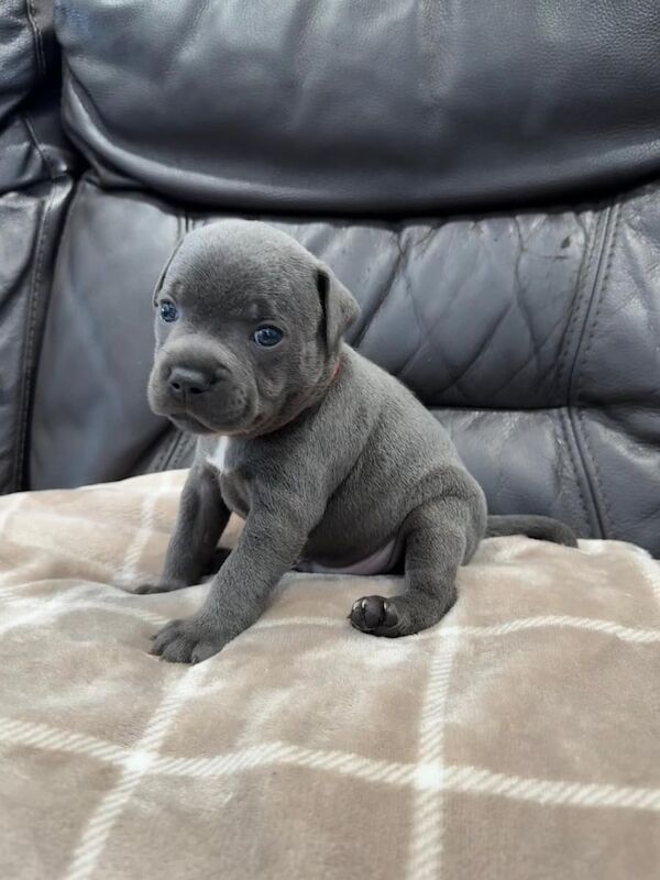 Staffordshire Bull Terrier puppies for sale in Grimsby, Lincolnshire – KC registered, 6 weeks old