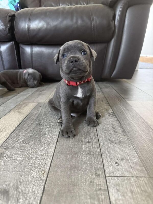 Staffordshire Bull Terrier puppies for sale in Grimsby, Lincolnshire – KC registered, 6 weeks old - Image 2 of 3