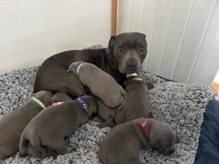 Staffordshire Bull Terrier puppies for sale in Grimsby, Lincolnshire – KC registered, 6 weeks old - Image 3 of 3