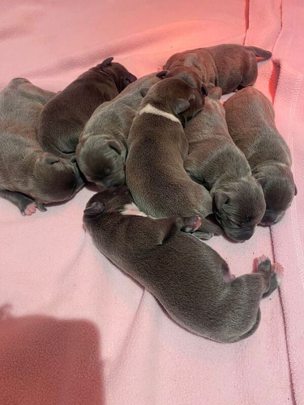 Blue Staffie puppies - Champion Bloodlines for sale in Didcot, Oxfordshire