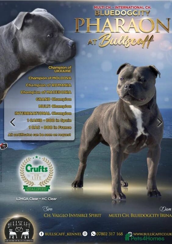 Blue Staffie puppies - Champion Bloodlines for sale in Didcot, Oxfordshire - Image 2
