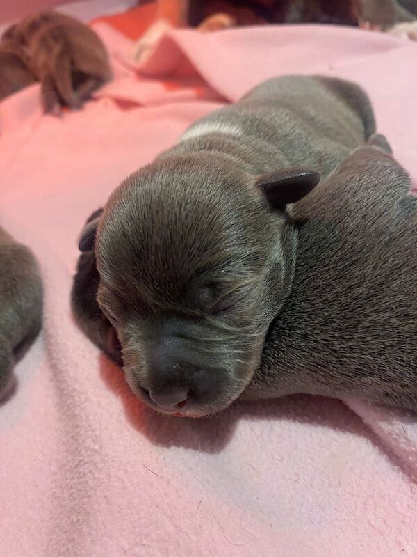Blue Staffie puppies - Champion Bloodlines for sale in Didcot, Oxfordshire - Image 3